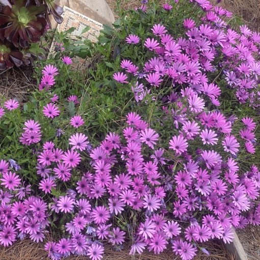 2025 - Spring in Casa Alegria - 03