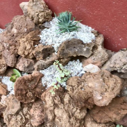 Cactus Rockery