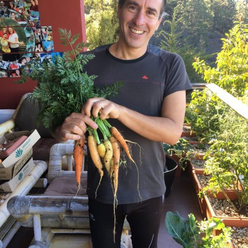 05-06-2018 - Our balcony vegetable garden - carrots