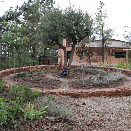 Olive Tree - 17