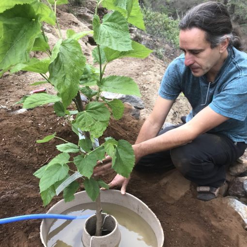 Planting Trees
